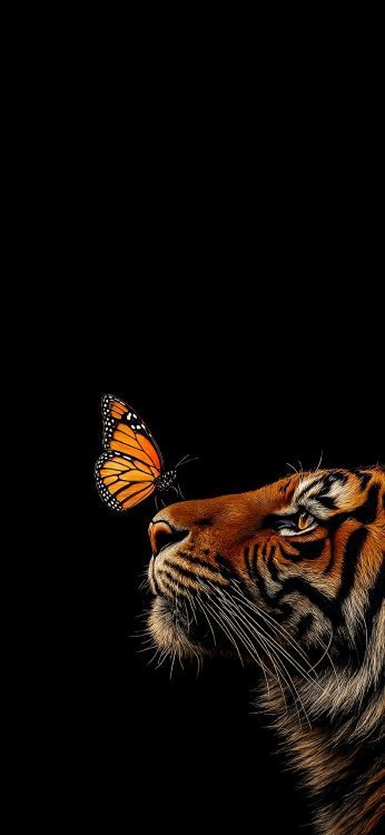 Siberian Tiger, Bengal Tiger, Bengal, Tiger Wallpaper